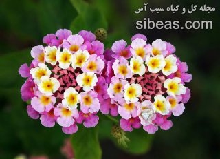 گیاه شاه پسند درختی