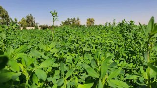  چرا هنوز کشاورزان حرفه‌ای روی بذرهای بومی مثل یونجه همدانی حساب می‌کنند؟