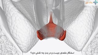 کدام بیماری ها با اسفنکتر مقعدی در ارتباط هستند؟