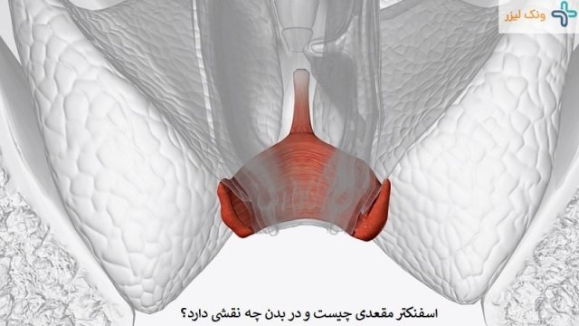 کدام بیماری ها با اسفنکتر مقعدی در ارتباط هستند؟